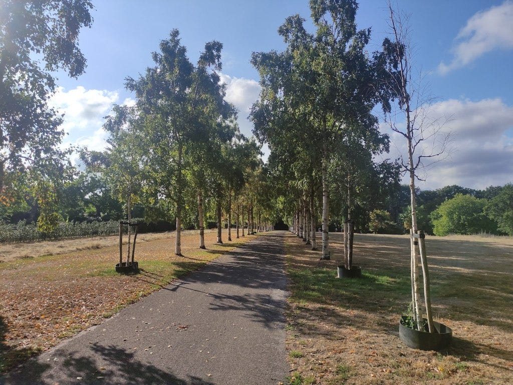 Thin tall trees line either side of a tarmacced path that completes a lap and leads to the finish line