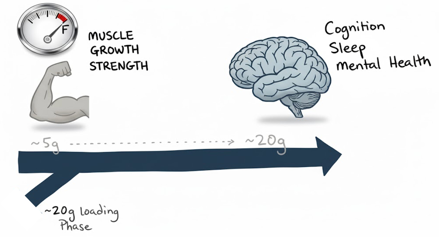 Creatine Explained: How One Molecule Boosts Muscle and Brain Health