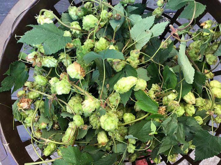 Green leaves and stems of hops and a bowl of the strobiles