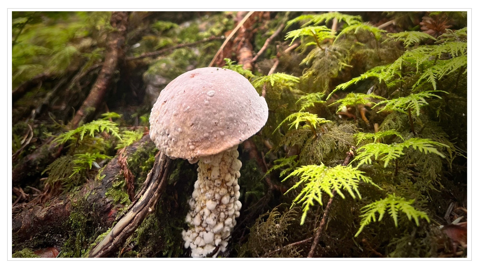 mushroom emerging from earth, ferns, soft morning light