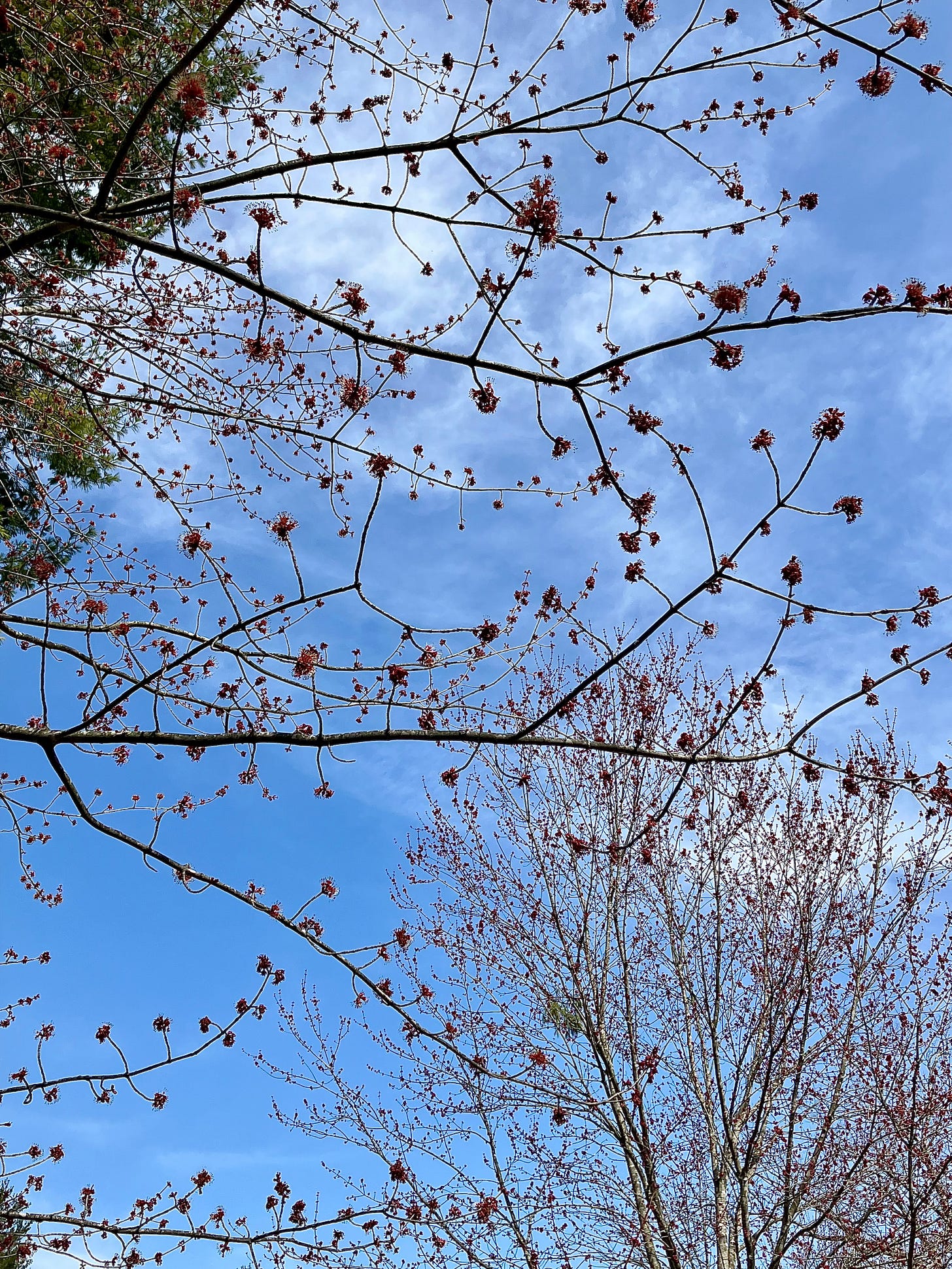Looking up into the canopy of buds on trees just beginning to bloom against a mostly blue sky.