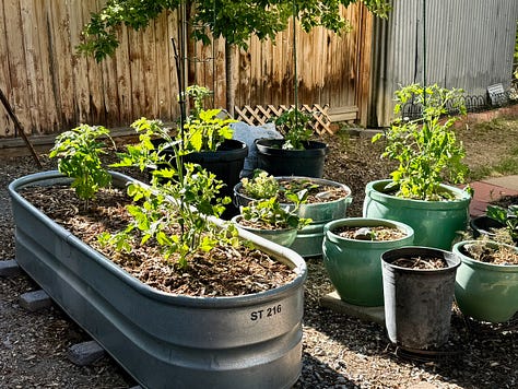 Photos include: tomato and other plants in an assortment of containers, American Robin standing nest with two nestlings atop a metal ladder, bowl of colorful succulent plants on a post next to a stucco wall, rosy and green Lewis' Woodpecker perched on a pear tree trunk, paving-stone walk lined with Red Valerian, coral-colored heritage rose blossom open wide. Photo credit: Susan J Tweit