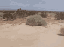 Tumbleweed GIFs | Tenor Tumbleweed GIFs | Tenor