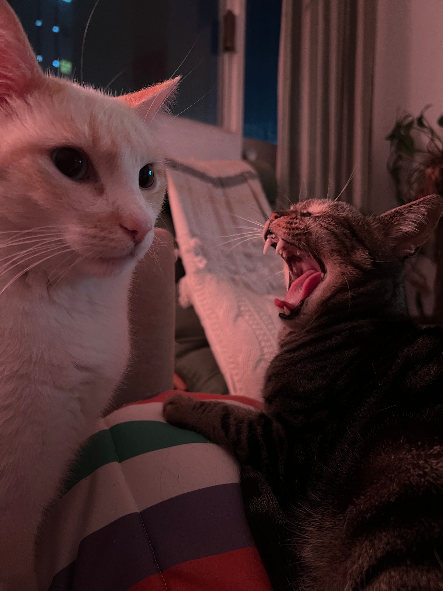 Dois gatos: Bartô, branquinho, de perfil em primeiro plano. Fortunato, tigradinho, bocejando em segundo plano, um com o focinho virado pro outro