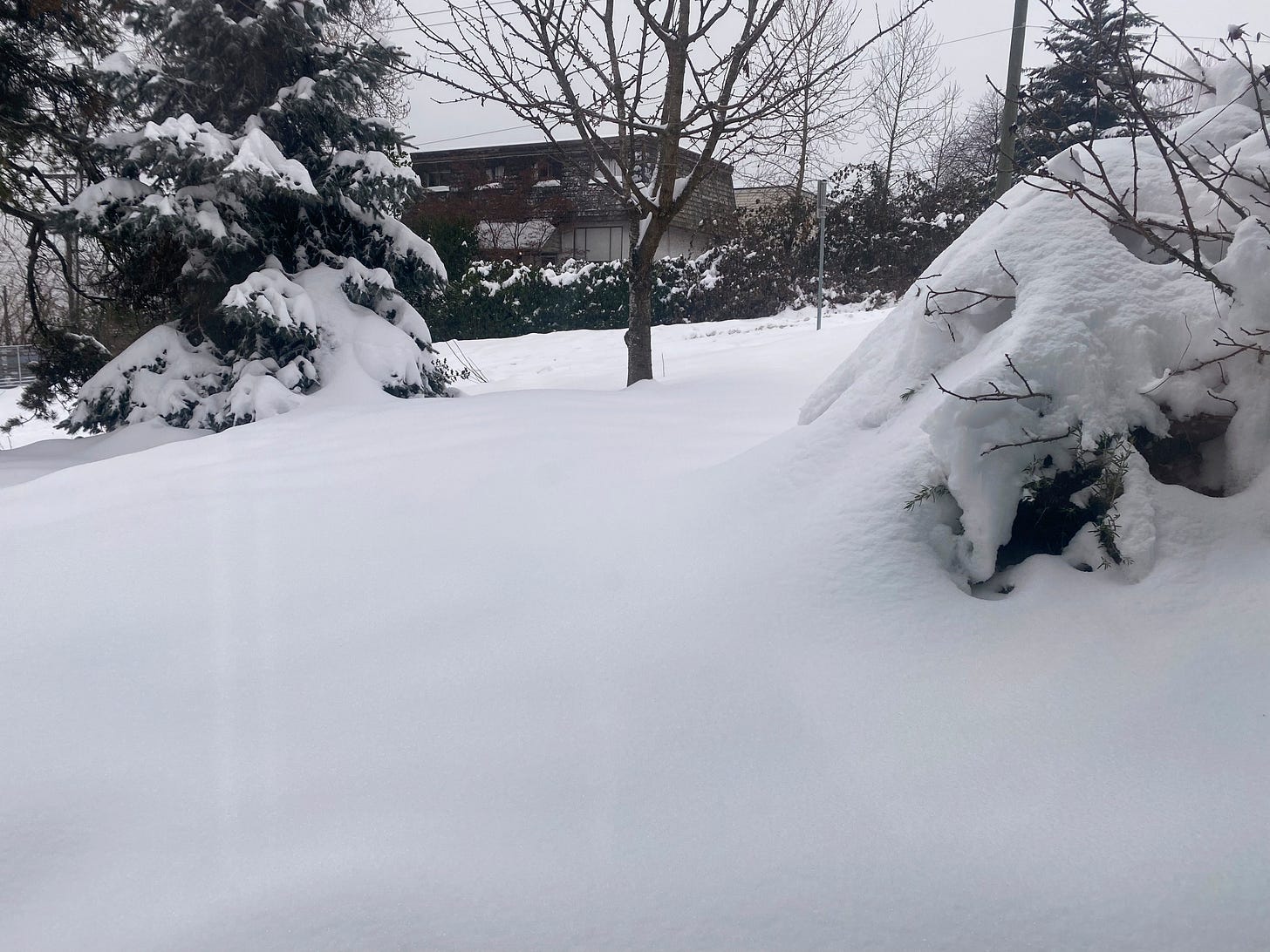 Our front lawn, covered in a thick blanket of snow. It reaches the bottom of a fir tree near the edge of the yard on the upper left of the photo, and the rosemary bush on the right is almost indistinguishable under the snow.