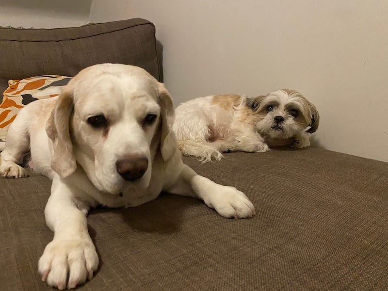 Doggos
