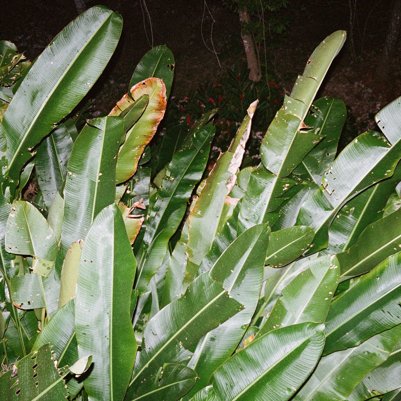 kempshot by summer eldemire