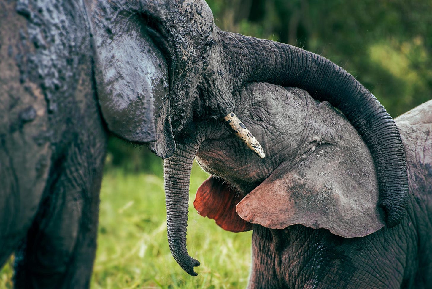 Mother and Baby Elephants Mother and Baby Elephants