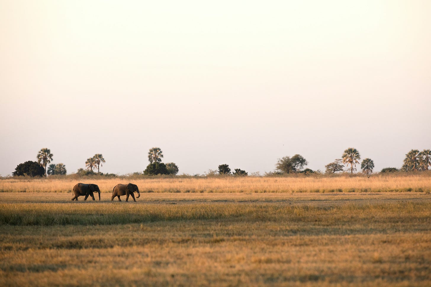Two elephants walking side by side across a vast, open savanna landscape during sunset. The grass is golden and dry, with scattered trees and palm trees in the background under a clear sky.