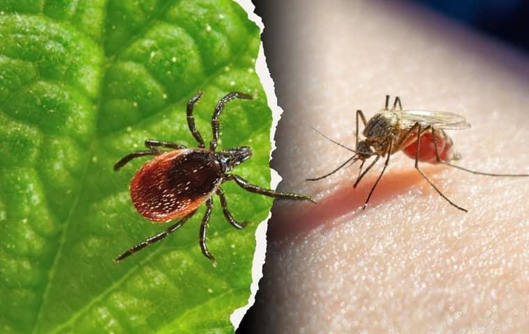 Protect Your Family and Lawn: Understanding Tick and Mosquito Risks
