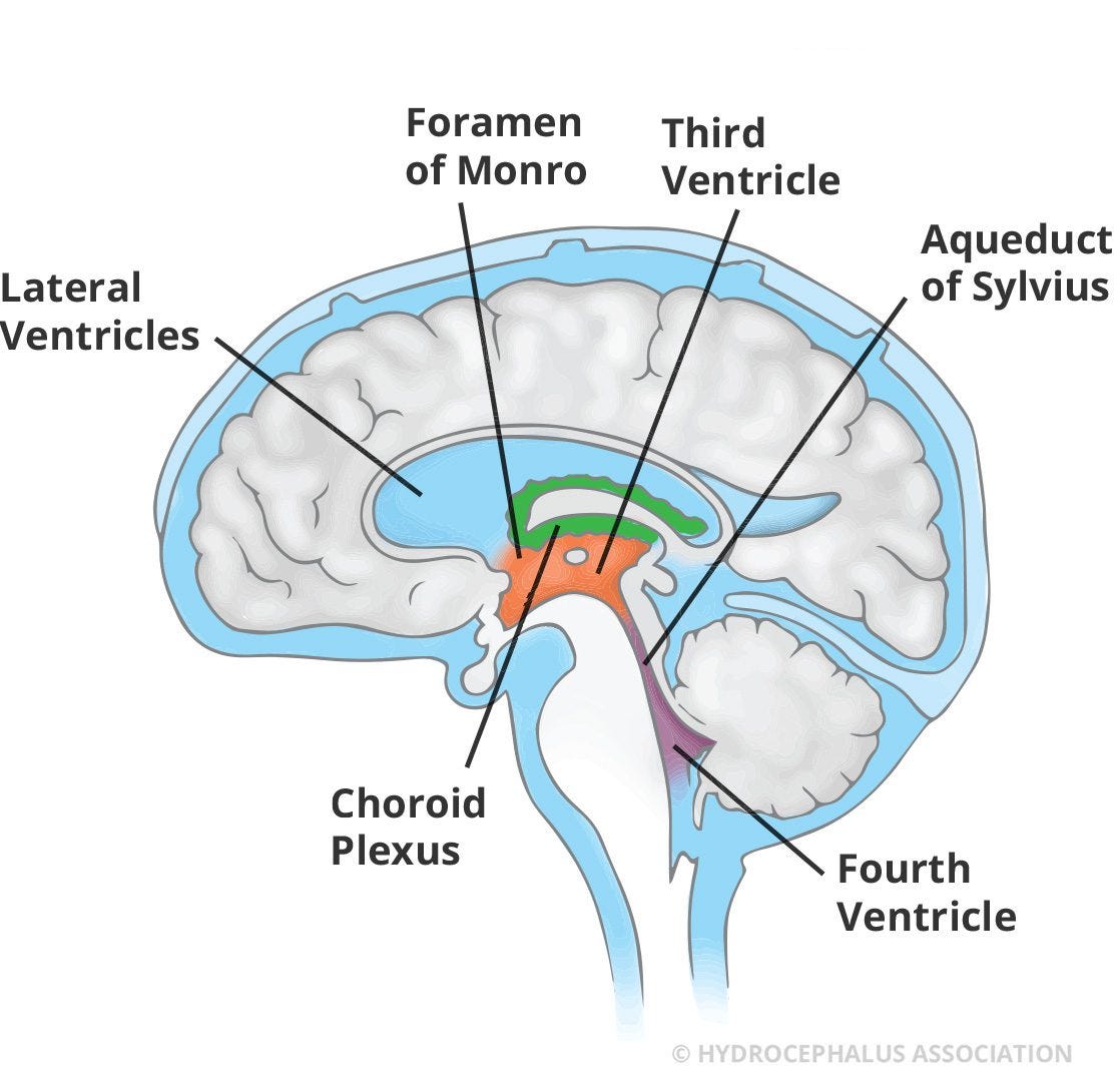 Understanding the Choroid Plexus: Function, Location, and Its ...