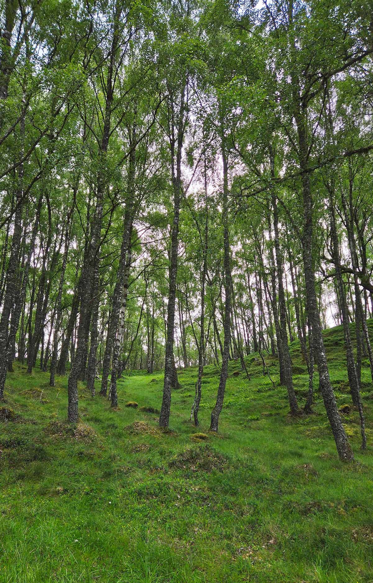 The woods at Rothiemurchus.
