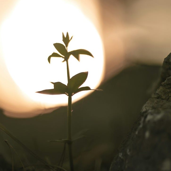 A small plant sprouts between rocks at sunset.