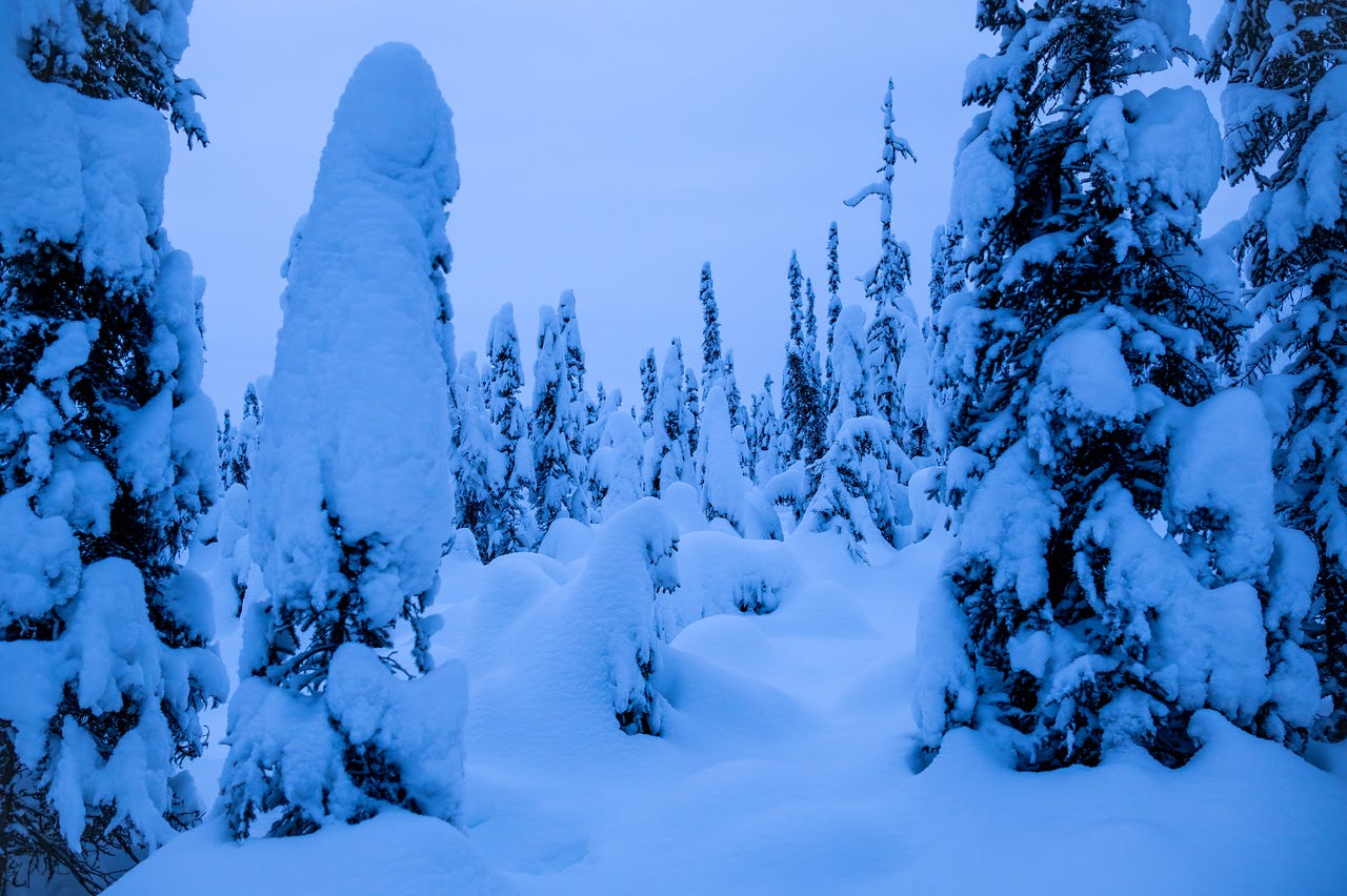 A winter boreal forest with tall spruce trees heavily coated in thick snow. The trees are tall and narrow, with rounded, pillow-like layers of snow clinging to their branches and trunks. The ground is covered in deep, smooth drifts, and the sky above is pale blue, indicating early blue-hour light. A winter boreal forest with tall spruce trees heavily coated in thick snow. The trees are tall and narrow, with rounded, pillow-like layers of snow clinging to their branches and trunks. The ground is covered in deep, smooth drifts, and the sky above is pale blue, indicating early blue-hour light.
