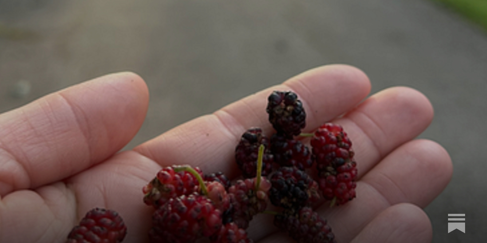 Foraging Guide: Mulberries - by Nicole Garner Meeker