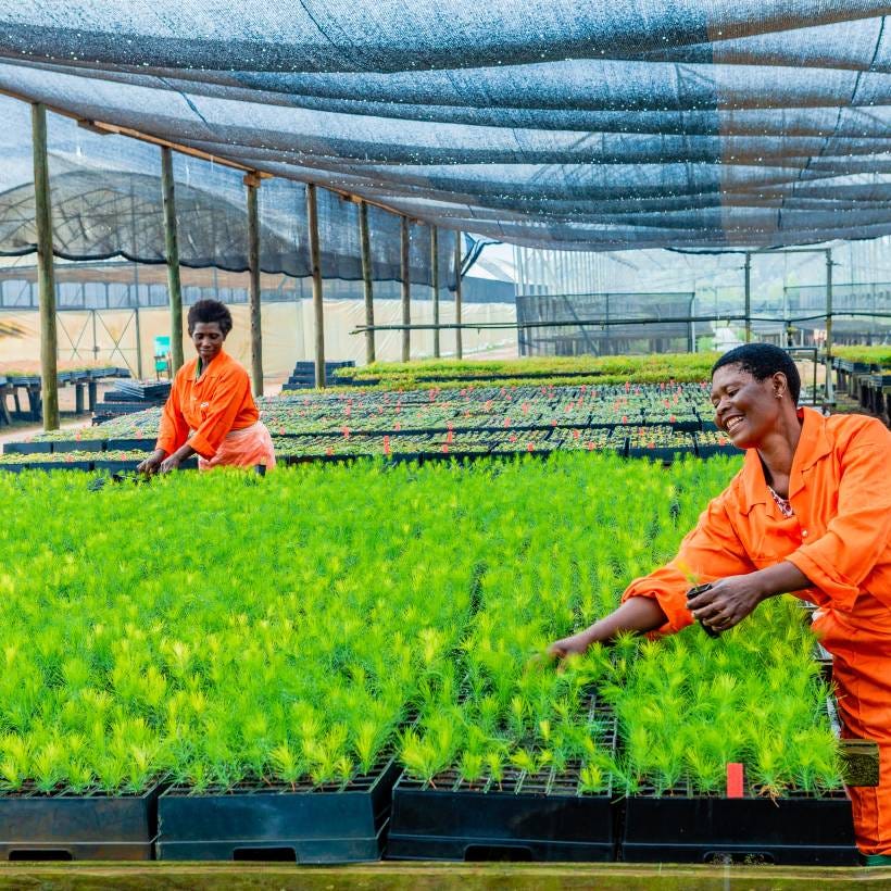 Tree nursery in Tanzania