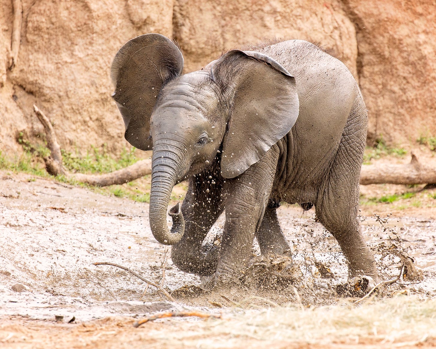 2017_Mar_18_DallasZoo_0722_Ajabu_mud_better