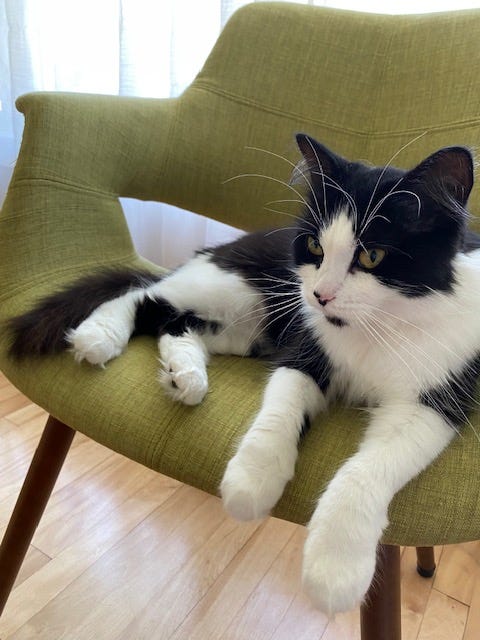 A black and white medium haired cat resting on a green chair.