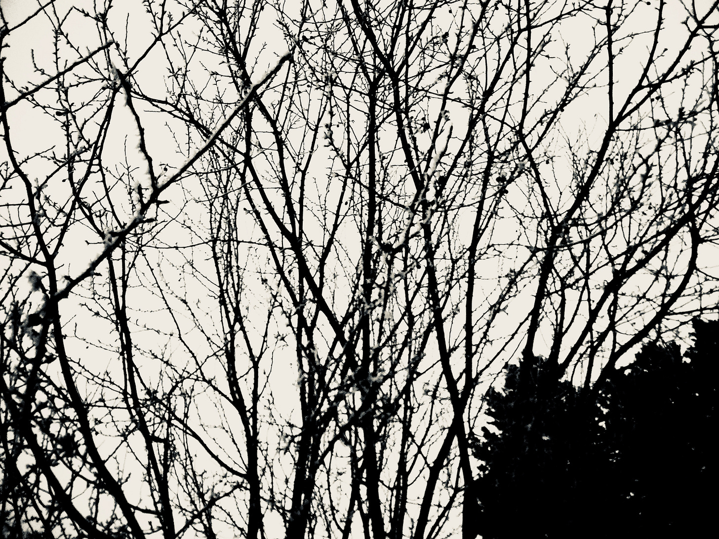 Winter branches against a grey sky