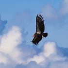 They must not teach about Icarus in Utah schools