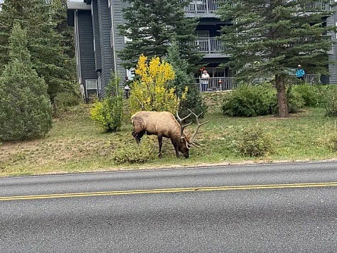 Elk are everywhere!
