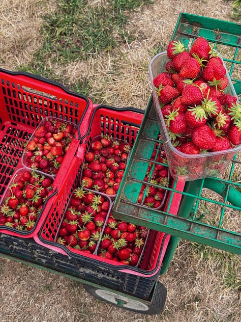 strawberries at the farm