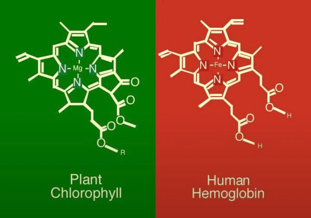 Two molecular structures on a split background, green on the left and red on the right. The left structure shows chlorophyll with a magnesium core, surrounded by nitrogen and oxygen atoms, with hydrocarbon chains. The right structure shows hemoglobin with an iron core, also surrounded by nitrogen and oxygen atoms, with hydrocarbon chains. Text below reads "Plant Chlorophyll" on the left and "Human Hemoglobin" on the right.