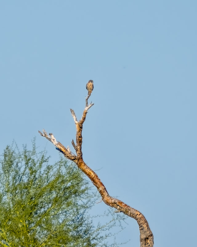 20251007-CrookedTree-76-Edit.jpg