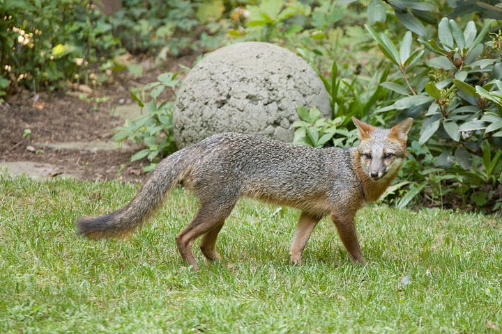 The Elusive Gray Fox in my Nashville Backyard