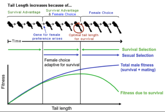 Fisherian runway selection diagram using tail length as an example