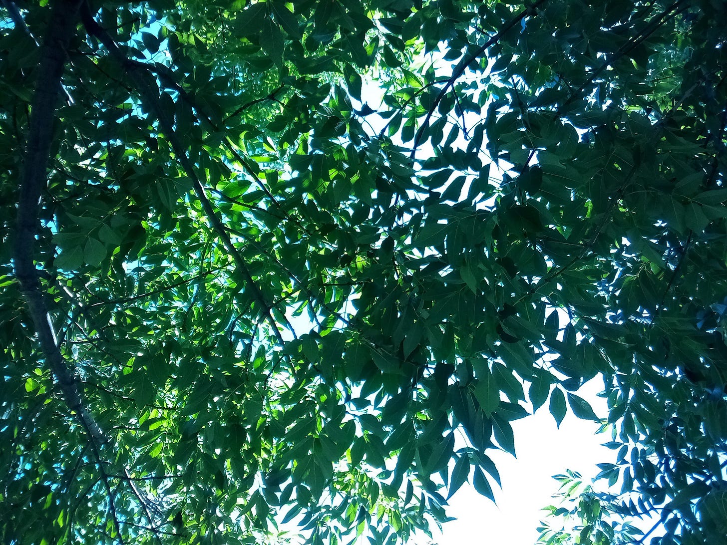 Blue sky through a canopy of green leaves