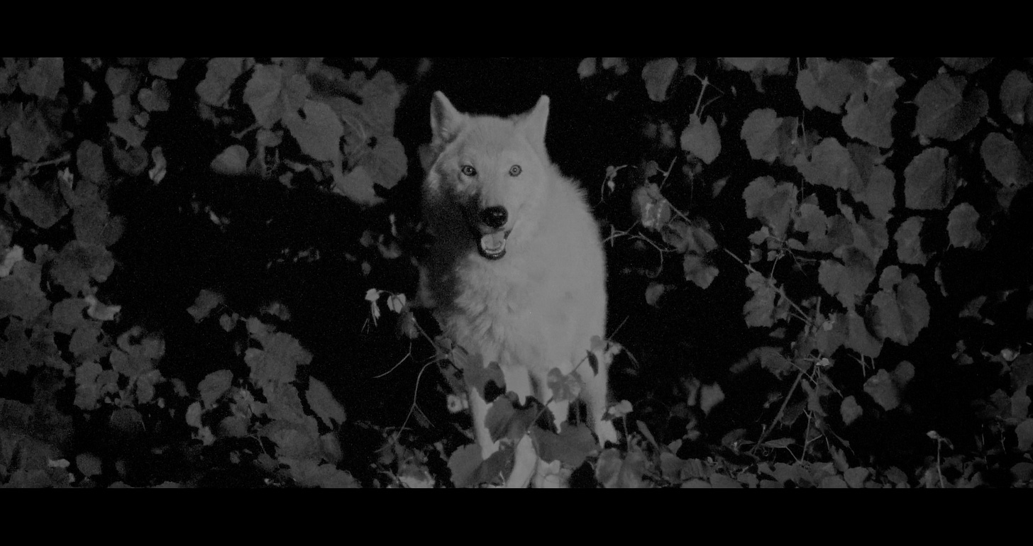 A black and white image of a white wolf standing in front of foliage.