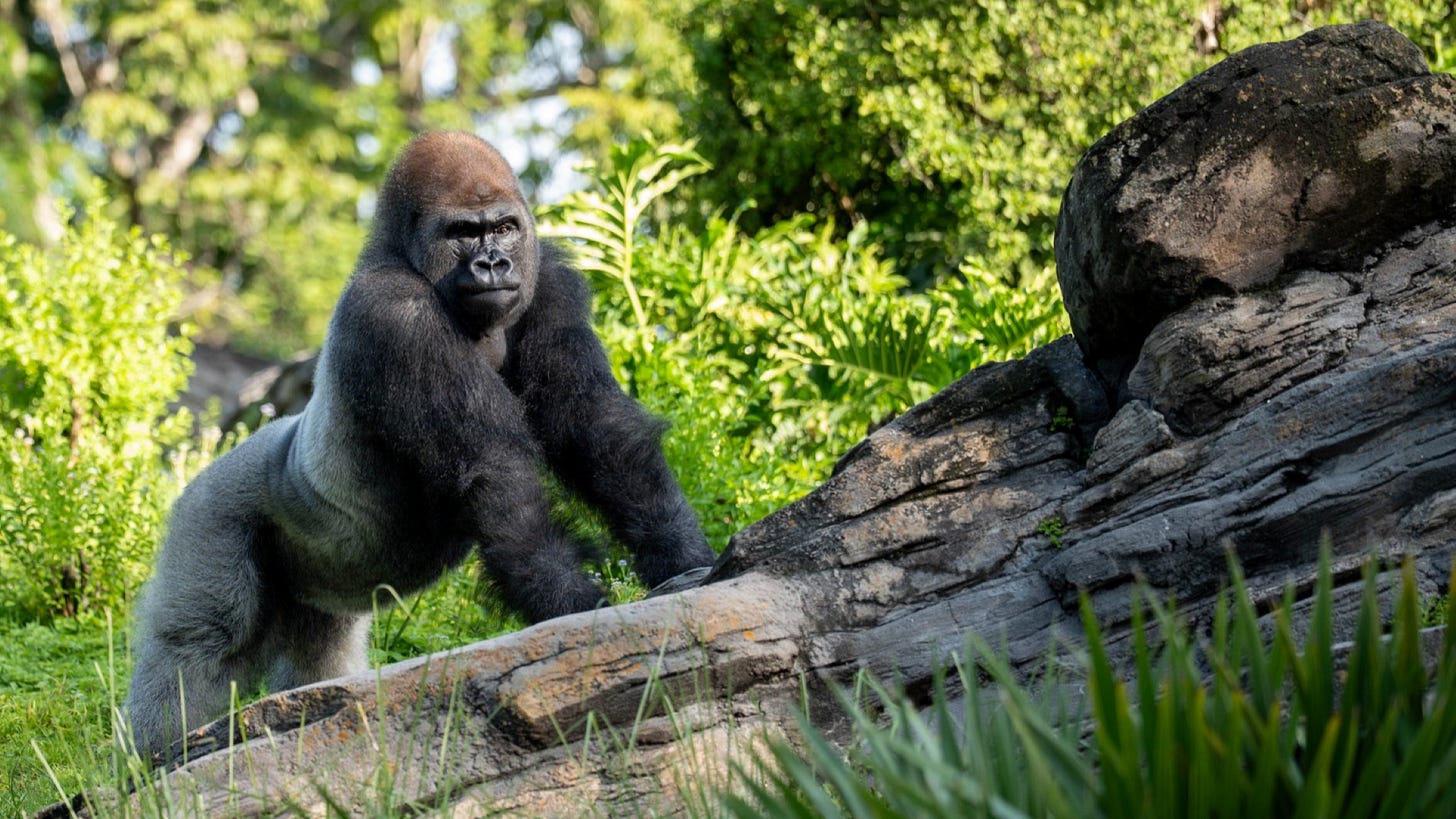 Image: Disney Parks Blog Image: Disney Parks Blog