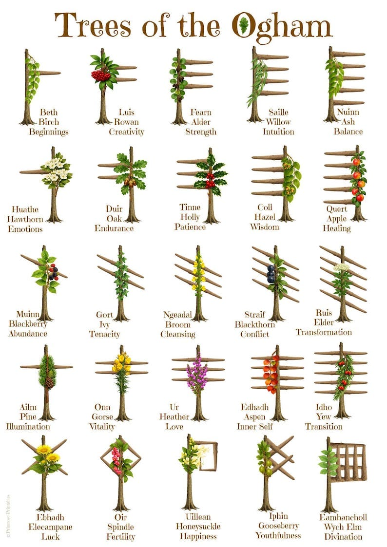 May include: A detailed illustration of the "Trees of the Ogham," featuring 20 stylized trees with associated meanings. Each tree is adorned with leaves, berries, or flowers, and labeled with its name and a corresponding concept.