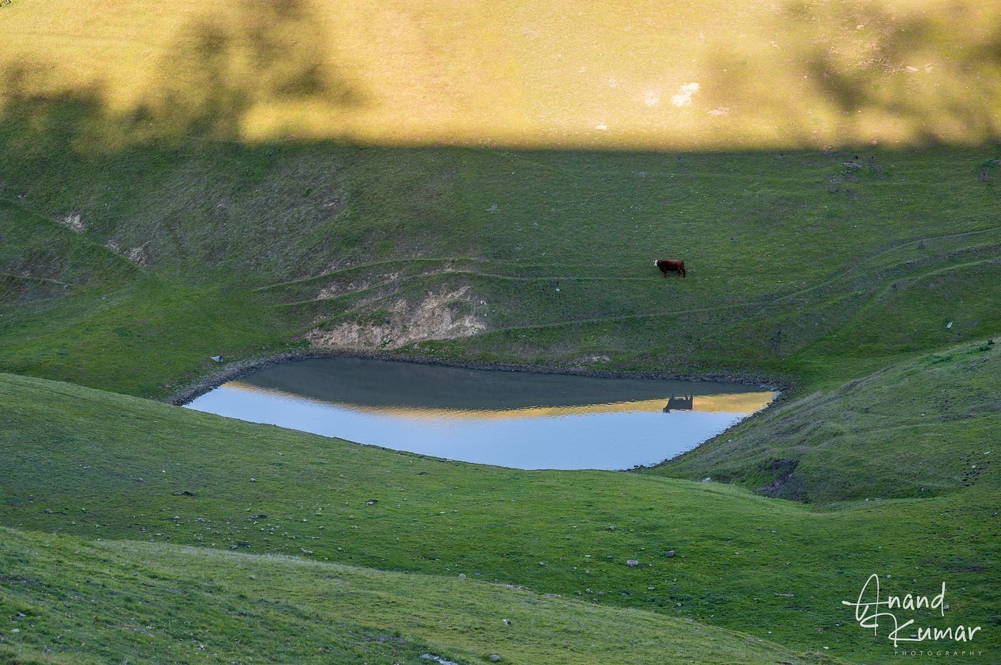 May be an image of grass and nature