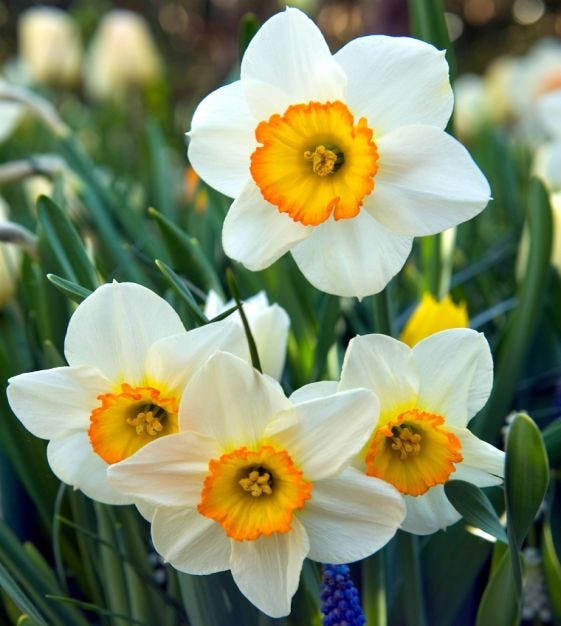 Narcissus Flower Record