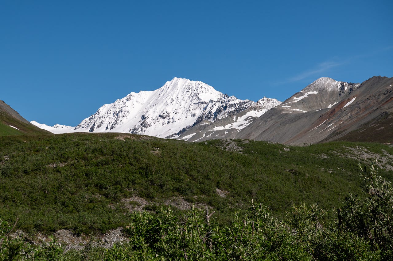 A steep, snow-plastered peak rises against a clear deep blue sky, flanked by lower grey ridges streaked with old snow. Rolling green slopes of willow and low tundra fill the foreground.