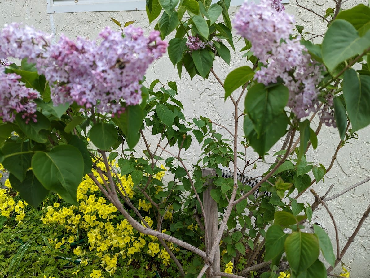 Lilac bush in bloom
