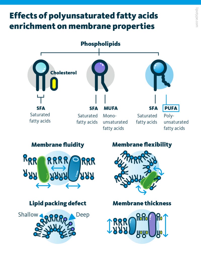 An infographic about the effects of polyunsaturated fatty acids enrichment on membrane properties. An infographic about the effects of polyunsaturated fatty acids enrichment on membrane properties.