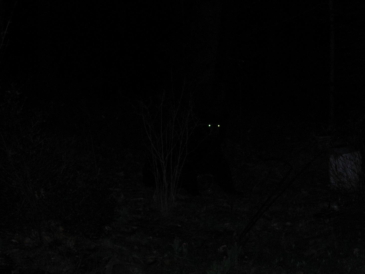 Eyes in the dark