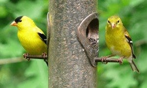 Where Have All My Goldfinches Gone? - BirdOculars