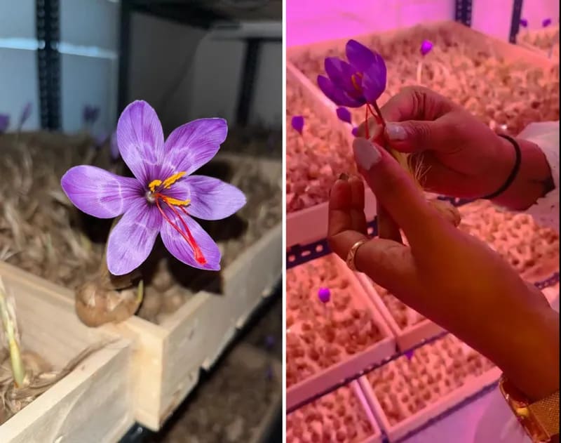 Nagpur couple grows saffron in 400 sq ft room; annual revenues at Rs40 lakh Nagpur couple grows saffron in 400 sq ft room; annual revenues at Rs40 lakh