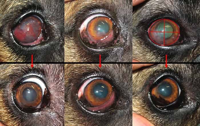 chronic superficial keratitis with cyclosporine