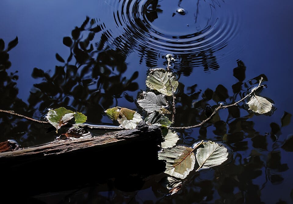 File:Black alder twig and water ripples at Wolfsberger Mühle, 2019-06-29.jpg