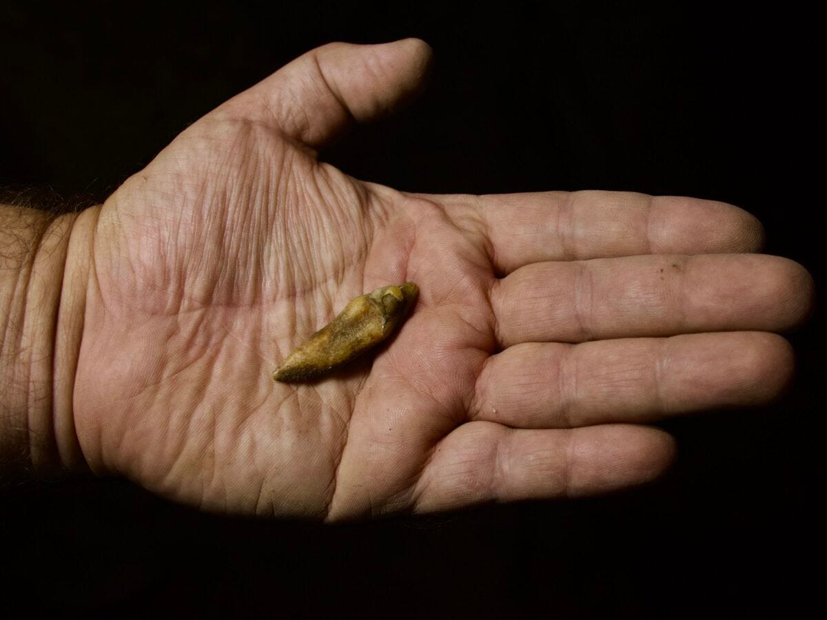 Imagem mostra um dente de urso-das-cavernas sobre a palma da mão do pesquisador Stefan Vasile, da Universidade de Bucareste - Foto: Herton Escobar / USP Imagens