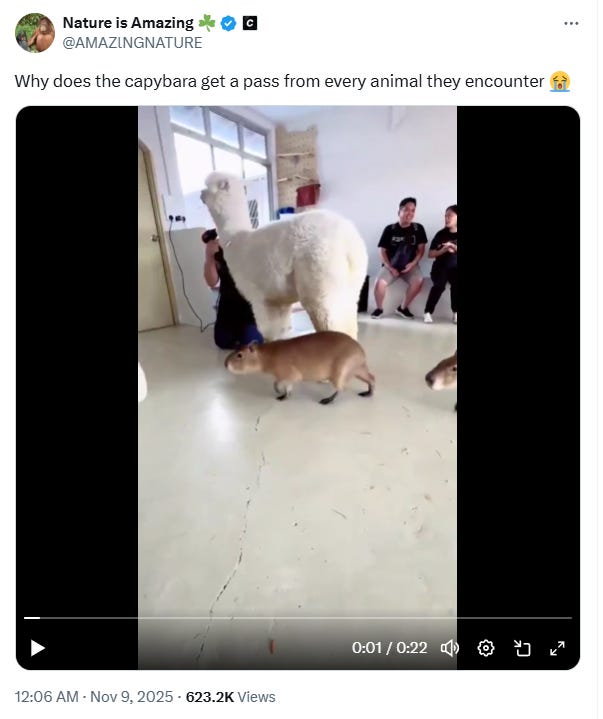 Capybaras and Alpacas Coexist
