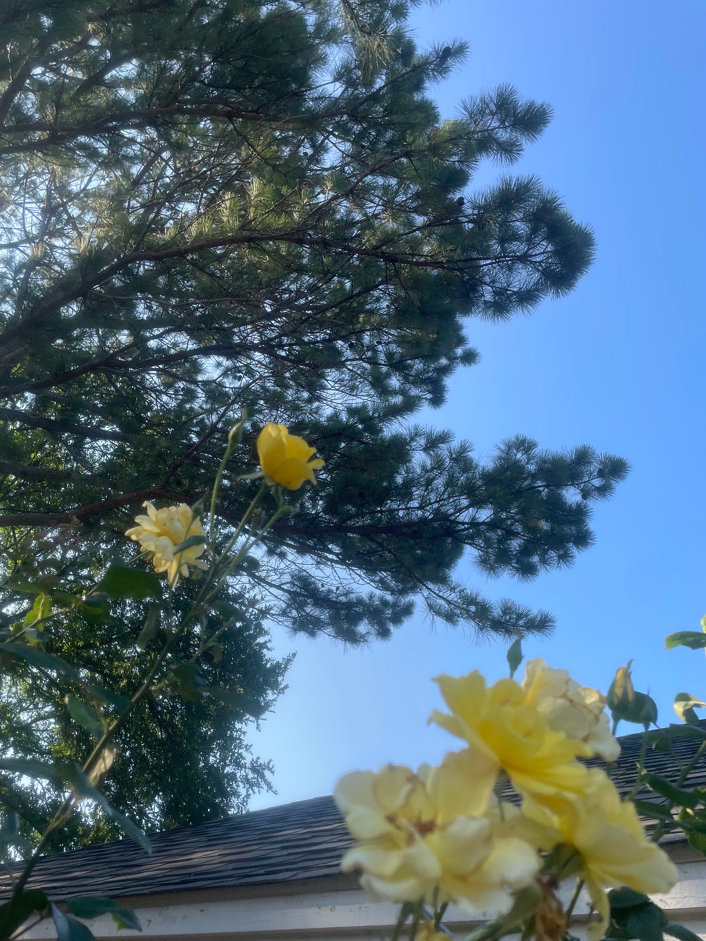 Yellow roses
