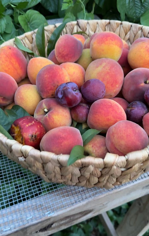 Multiple orange and yellow peaches on a tree, a woven basket of peaches, and yellow and green papayas on a tree.