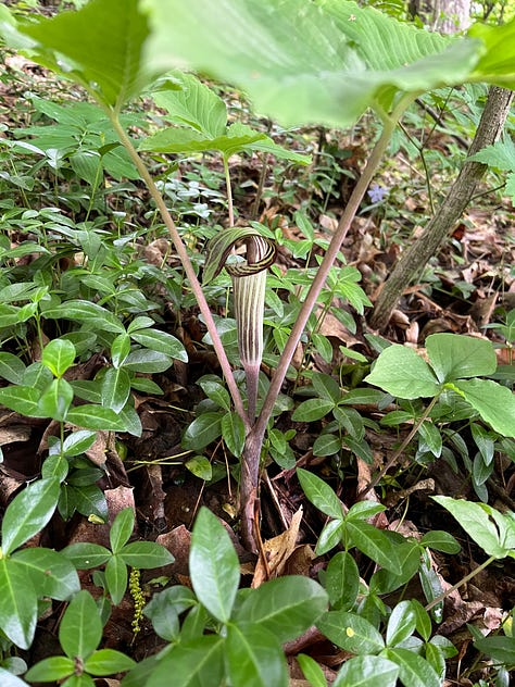 early spring, woodland flowers