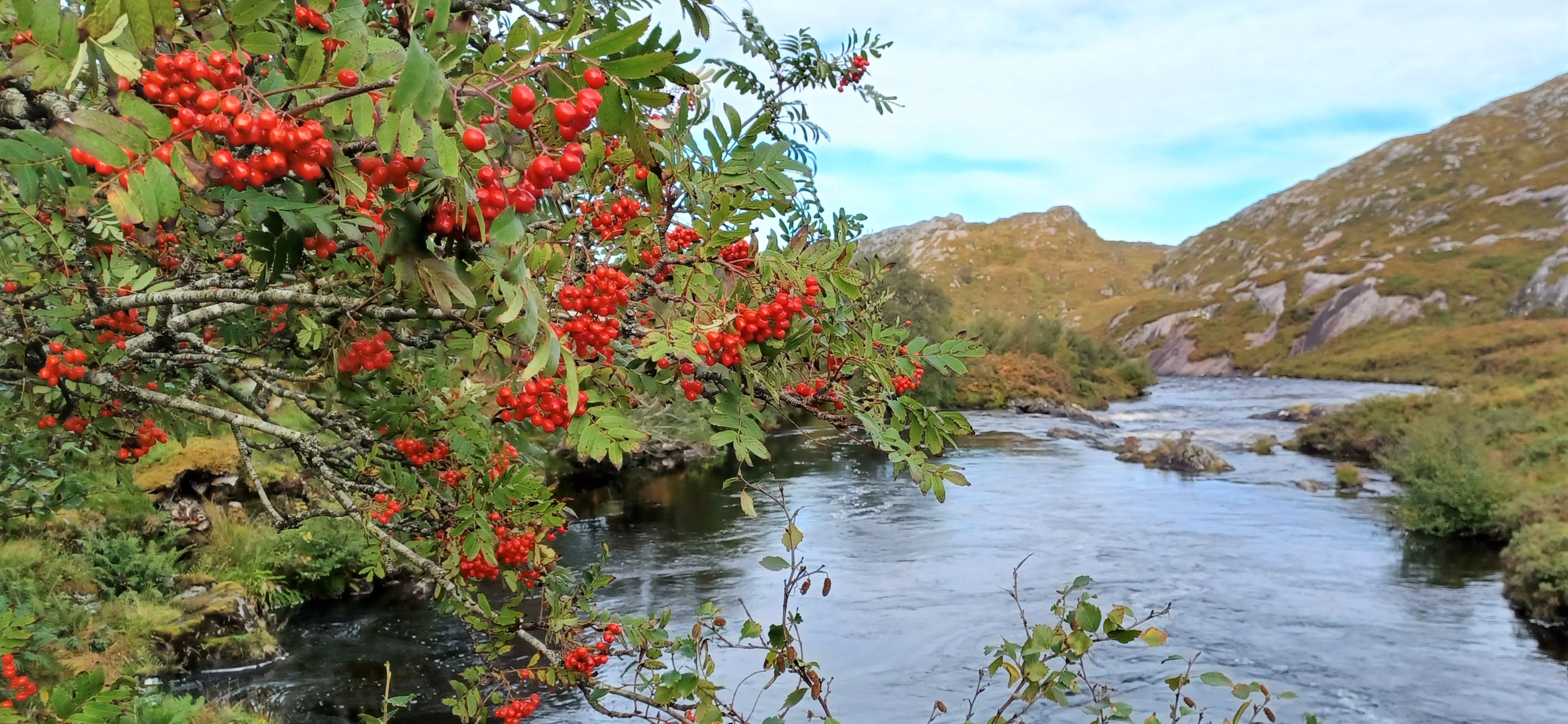 Roxin Tree The Magic and Medicine of the Rowan Tree